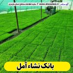 بانک نشاء آمل، بانک نشا آمل، بانک نشا برنج آمل، بانک نشاء برنج آمل، سایت برنج آمل، سایت نشاء آمل، بانک نشاء در آمل، الو سلام، الو سلام آمل، سایت مشاغل آمل