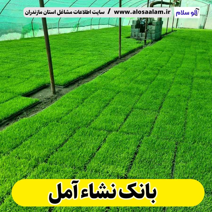بانک نشاء آمل، بانک نشا آمل، بانک نشا برنج آمل، بانک نشاء برنج آمل، سایت برنج آمل، سایت نشاء آمل، بانک نشاء در آمل، الو سلام، الو سلام آمل، سایت مشاغل آمل