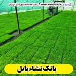 بانک نشاء بابل، بانک نشا بابل، سایت نشاء بابل، سایت نشا بابل، بانک نشا برنج بابل، بانک نشاء برنج بابل، الو سلام، سایت مشاغل بابل، سایت بابل