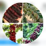 نهالستان طارم محرمی، نهالستان شهرستان طارم، الو سلام طارم، الو سلام مشاغل، سایت مشاغل طارم، سایت مشاغل
