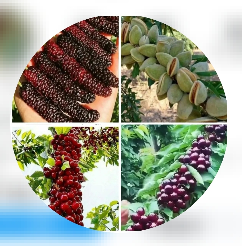 نهالستان طارم محرمی، نهالستان شهرستان طارم، الو سلام طارم، الو سلام مشاغل، سایت مشاغل طارم، سایت مشاغل