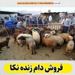 فروش دام زنده نکا، فروش گوسفند زنده نکا، فروش گاو زنده نکا، مرکز فروش گوسفند زنده در نکا، فروش گوسفند بره نکا، فروش گوسفند قربانی نکا، فروش گاو زنده نکا، فروش گاو نر نکا، فروش گاو ماده نکا، دامداری نکا، الو سلام نکا، الو سلام مشاغل، سایت مشاغل نکا، سایت ثبت مشاغل، الو سلام
