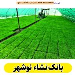 بانک نشاء نوشهر، بانک نشا نوشهر، سایت نشا نوشهر، سایت نشاء نوشهر، بانک نشا برنج نوشهر، بانک نشاء برنج نوشهر، سایت برنج نوشهر، الو سلام نوشهر، الو سلام مشاغل، سایت مشاغل نوشهر، سایت ثبت مشاغل، الو سلام