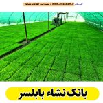 بانک نشاء بابلسر، بانک نشا بابلسر، سایت نشا بابلسر، سایت نشاء بابلسر، بانک نشا برنج بابلسر، بانک نشاء برنج بابلسر، سایت برنج بابلسر، الو سلام بابلسر، الو سلام مشاغل، سایت مشاغل بابلسر، سایت ثبت مشاغل، الو سلام