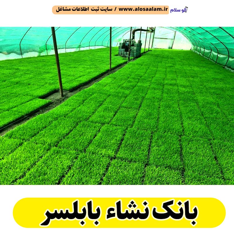 بانک نشاء بابلسر، بانک نشا بابلسر، سایت نشا بابلسر، سایت نشاء بابلسر، بانک نشا برنج بابلسر، بانک نشاء برنج بابلسر، سایت برنج بابلسر، الو سلام بابلسر، الو سلام مشاغل، سایت مشاغل بابلسر، سایت ثبت مشاغل، الو سلام